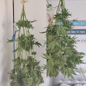 Blueberry and White Widow harvest hanging.jpg