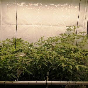 Mixed Strains Scrog - Day 8 Of Flower