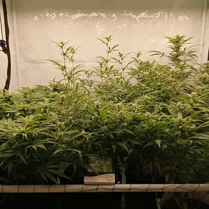 Mixed Strains Scrog - Day 20 Of Flower