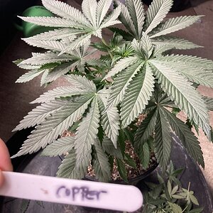 Copper Chem from Greenpoint Seeds