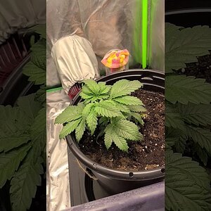 Time-lapse First Grow Attempt 2020