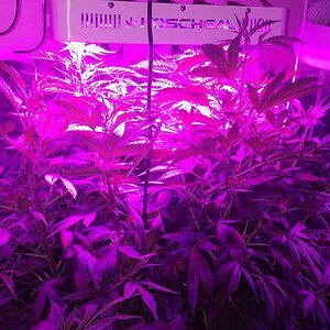 10w 6ft tall R indica takes up a whole closet