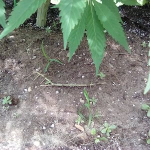 Cannabis roots will grow in circles even when planted in ground with plenty of space.