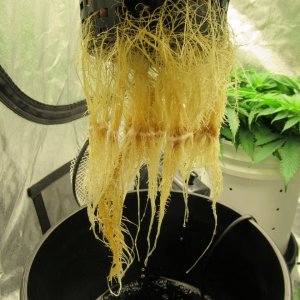 White Widow Roots
