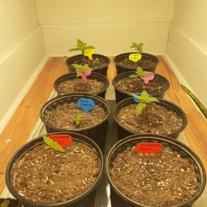 5 different strains in 1st week flower