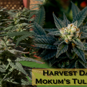 Mokum's Tulip #2 Harvest