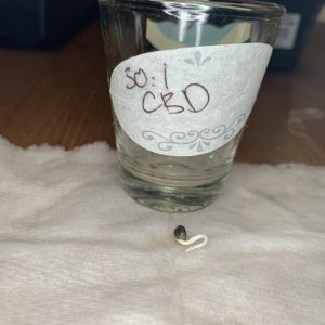 Dr. Seedsman 30:1 CBD germination