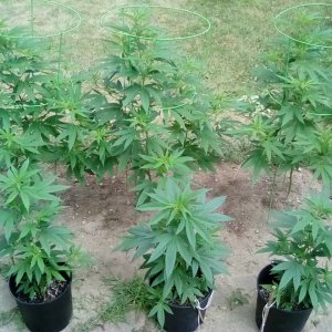 Fruity pebbles clones in ground and mother plants. August 18 2020