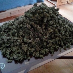 Cannabis pyramid