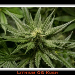 Lithium OG Kush