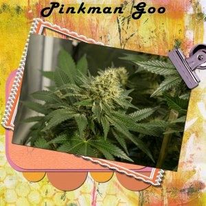Pinkman Goo
