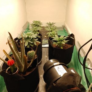 Indoor closet grow with Mars hydro