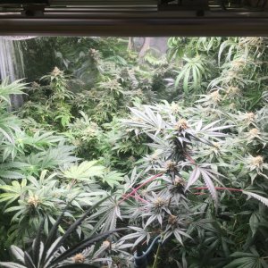 FC3000 and an uneven canopy