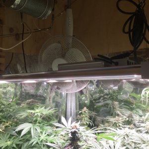 FC 3000 and a thriving flower canopy