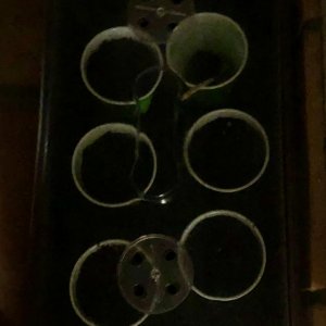 The dark warm place for my GSC germinating seeds