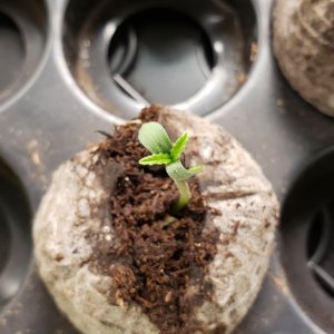 Seedling has sprouted