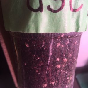 GSC seedling rootlets