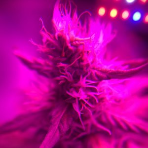 Purple Haze - flower week 6