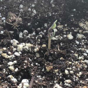 Blueberry Auto sprout