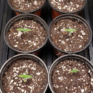 Seedlings: Day 10