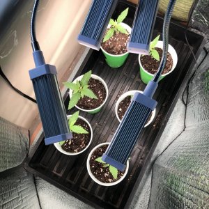 GSC seedlings - 14 days old