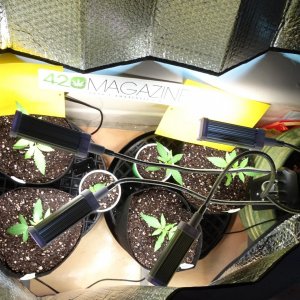GSC Seedlings transplanted at Day 17