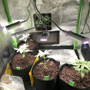 New seedling/veg tent