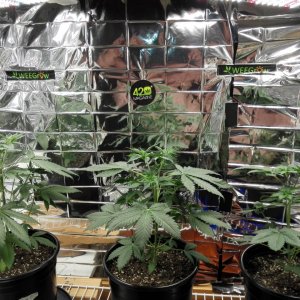 All GSC 5-16-21 at 31 days.jpg