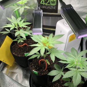 GSC - Day 27
