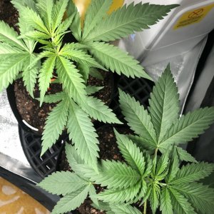 GSC - Day 28