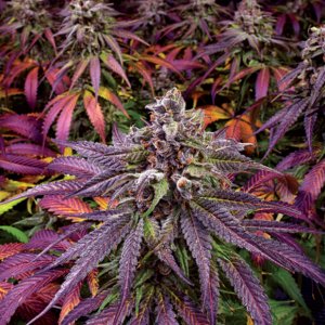maximum-yield-cannabis-harvest-white-walker-kush-broken-coast.jpg