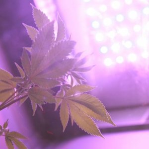 Marijuana-growth-stage.jpg