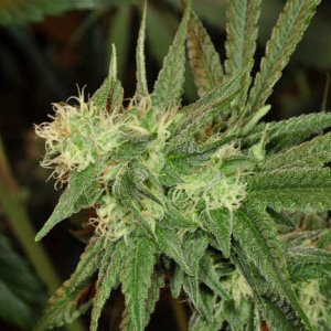 cannabis-plant.jpg