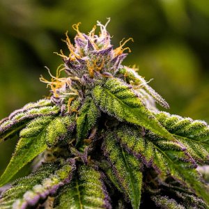 420-cannabis-marijuana-weed-wallpaper-preview.jpg