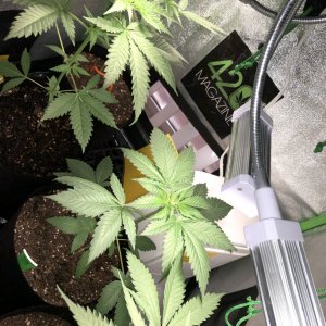 GSC - Day 30