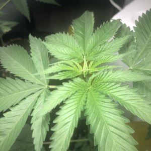 GSC - Day 31 Humidity issue