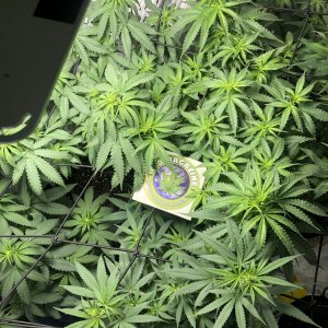 GSC - Day 63/ Day 11 Flower