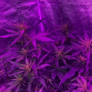 Purple Haze Clone - 2nd week of flower