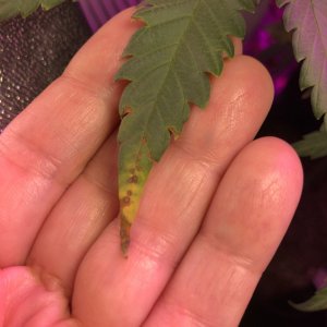GSC - leaf issue