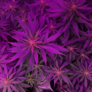 Purple Haze - week 3 of flower