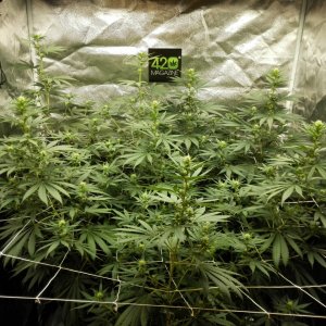 Day 80 from sprout GSC 7-3-21