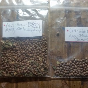 Glueberry OG and Sour Diesel seeds.jpg