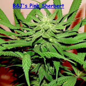 pink sherbert.jpg