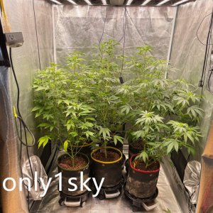 only1sky-medic-grow-fold-8-review-3.jpg