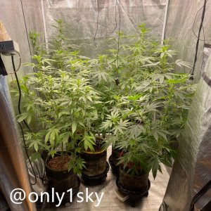 only1sky-medic-grow-fold-8-review-5.jpg
