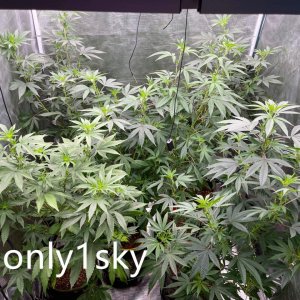 only1sky-medic-grow-fold-8-review-6.jpg
