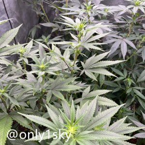 only1sky-medic-grow-fold-8-review-7.jpg