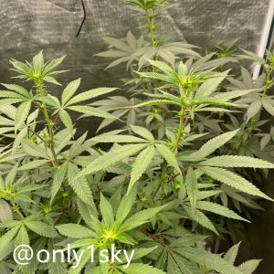 only1sky-medic-grow-fold-8-review-8.jpg