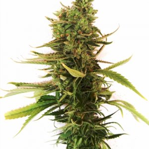 AmnesiaF2-Pure-Regular-Seeds-Picture3-reduced-cannapot.jpg
