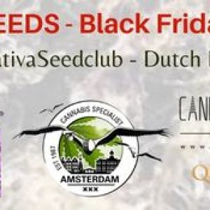 Bonusseeds-Black-Friday2021-hanfsamen-cannabis.jpg